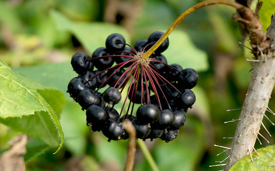 Taigawurzel (Eleutherococcus senticosus) in der sibirischen Taiga